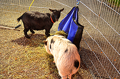 STACY LOGAN HOLIDAY EXTRAVAGANZA